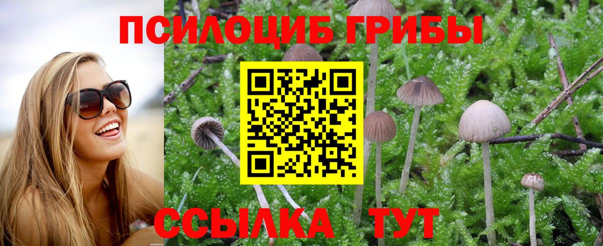 Псилоцибиновые грибы мицелий Тында